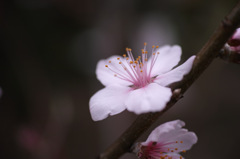 SDIM0272