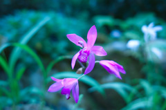 SDIM0009