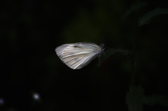 DP3M0583
