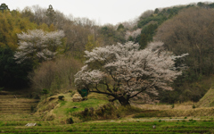 025山桜