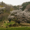 025山桜