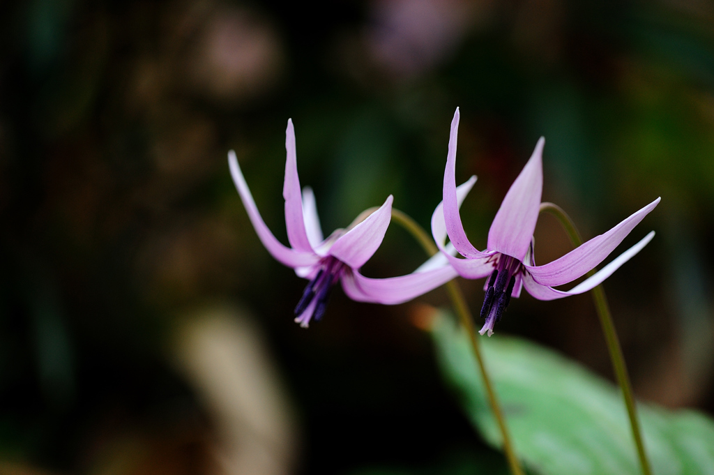 カタクリの花