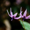 カタクリの花