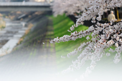 001桜