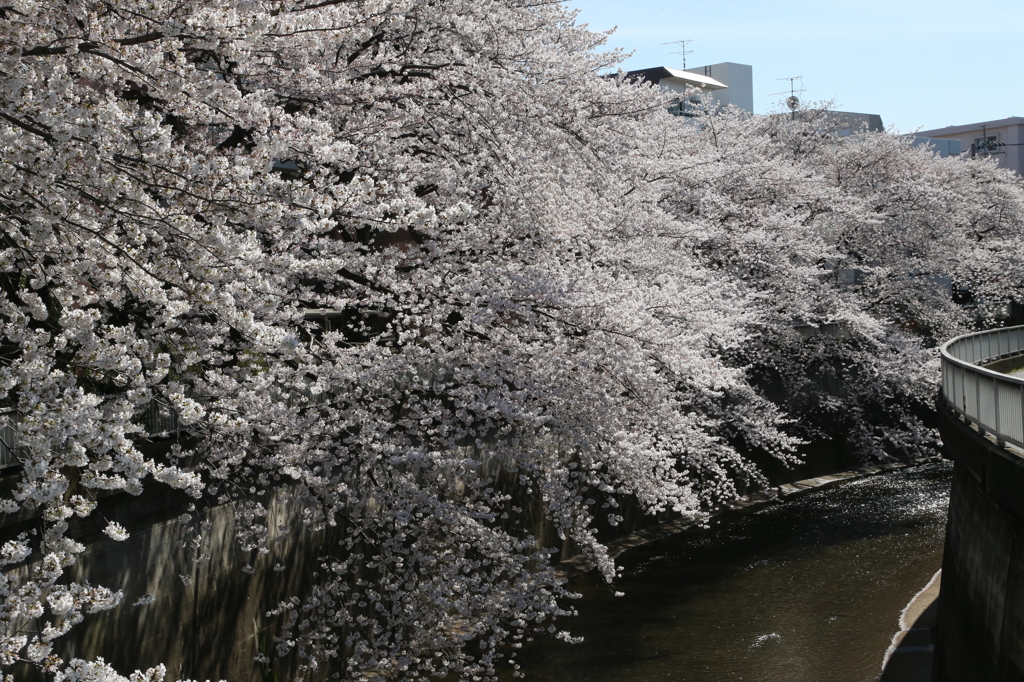 石神井川-1