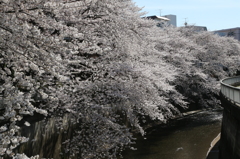 石神井川-1