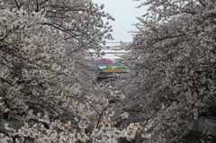 神田川