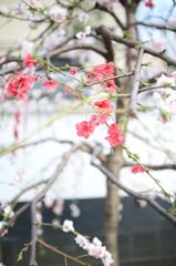圓照寺