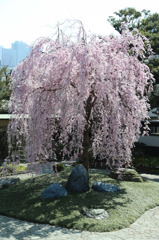 圓照寺　しだれ桜