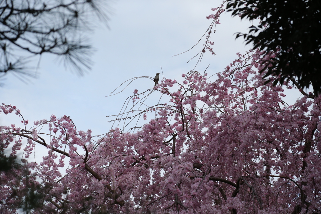圓照寺_しだれ桜-2