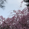 圓照寺_しだれ桜-2