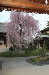 圓照寺_しだれ桜