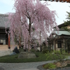 圓照寺_しだれ桜