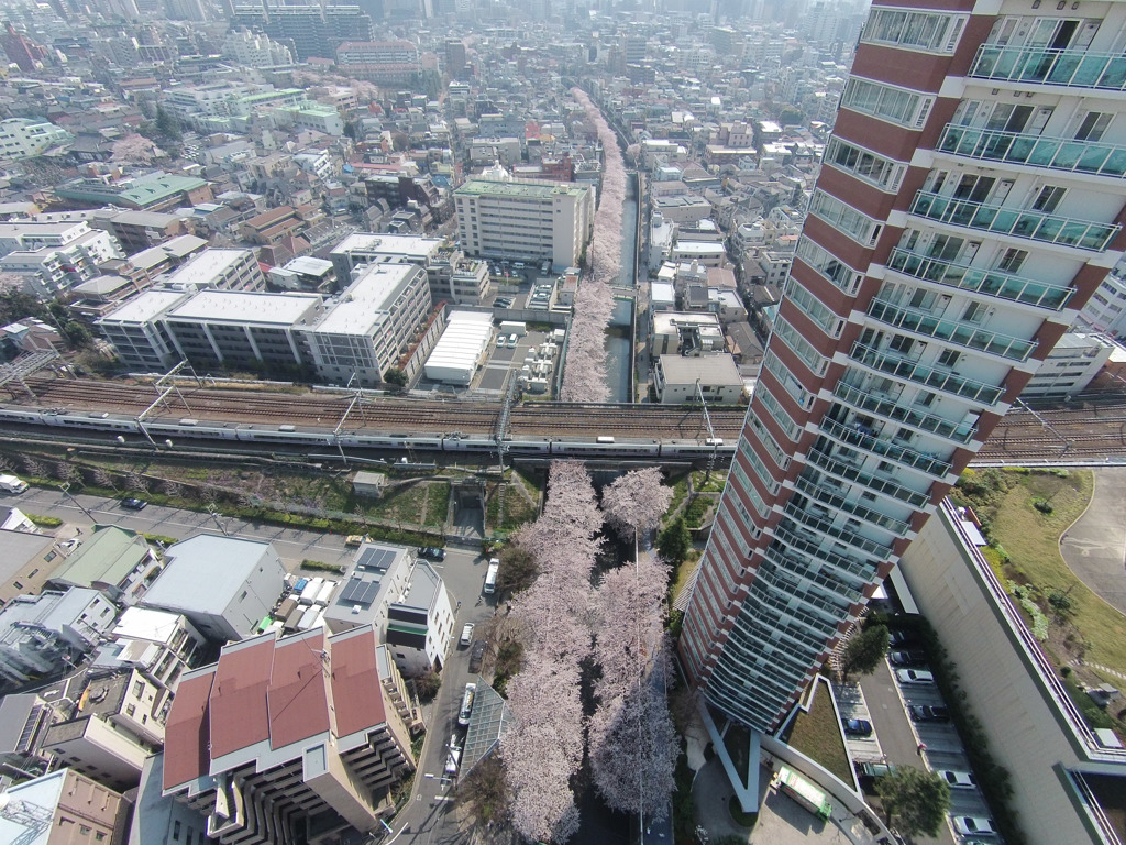 神田川　大東橋上空80ｍ