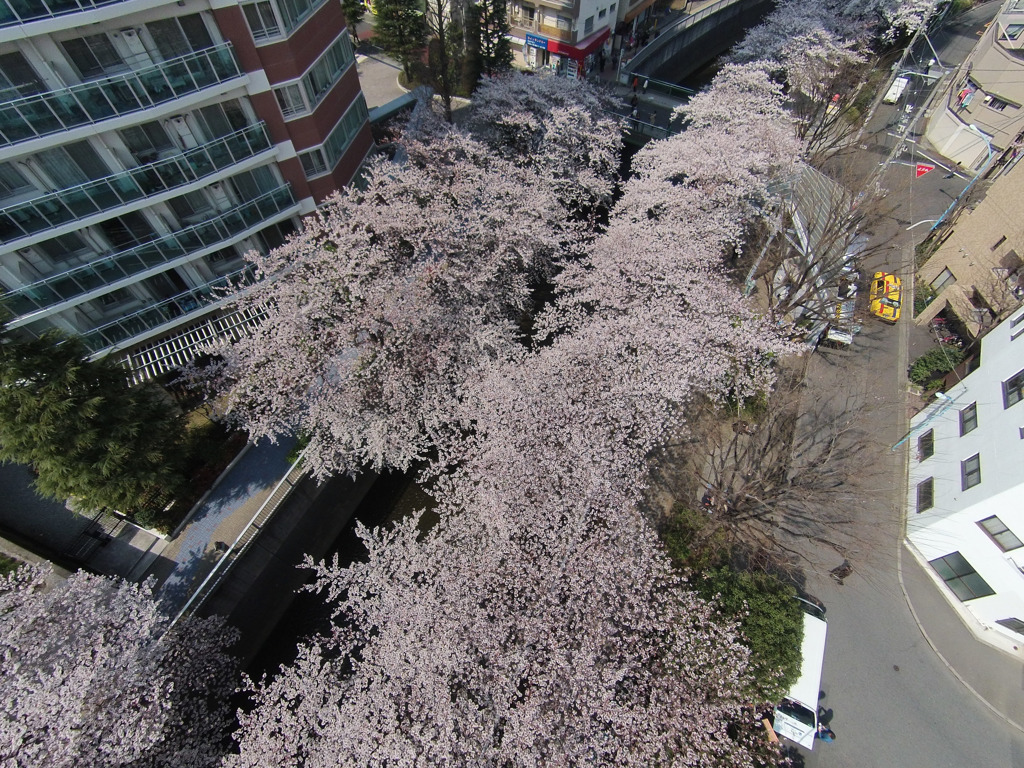 神田川　大東橋上空1