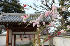圓照寺_1