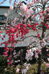 圓照寺　桃の花