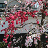 圓照寺　桃の花