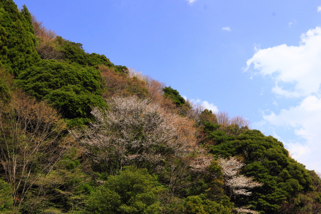 山桜