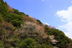 山桜