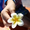 Plumeria
