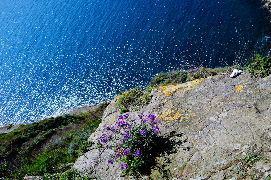 Procida6