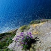 Procida6