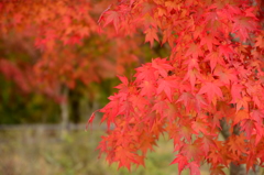 宮ヶ瀬湖の紅葉