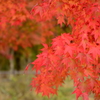 宮ヶ瀬湖の紅葉