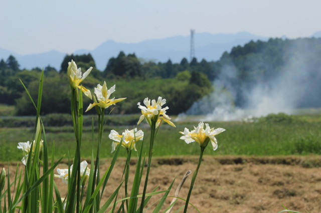 春から初夏へ