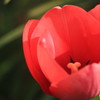 チューリップ