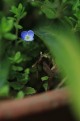 小さな花