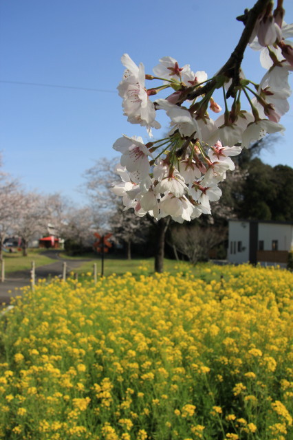 桜と菜の花