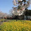 桜と菜の花