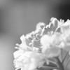 菜の花