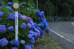 紫陽花ロード