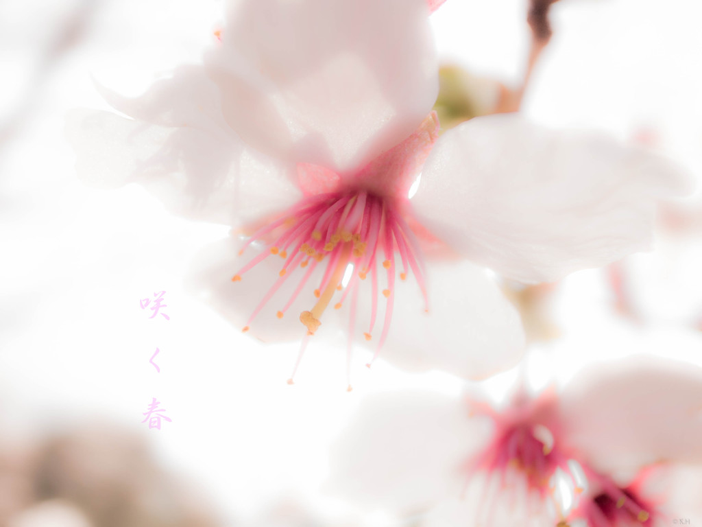 咲く春