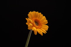 flower-3