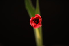 flower-1