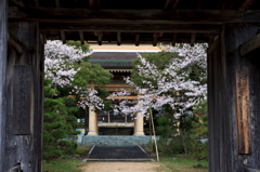西福寺総門と三門と桜