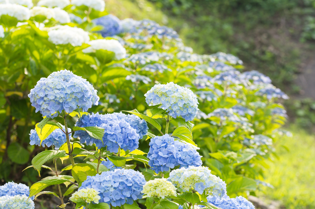 紫陽花