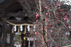 神社境内の紅梅