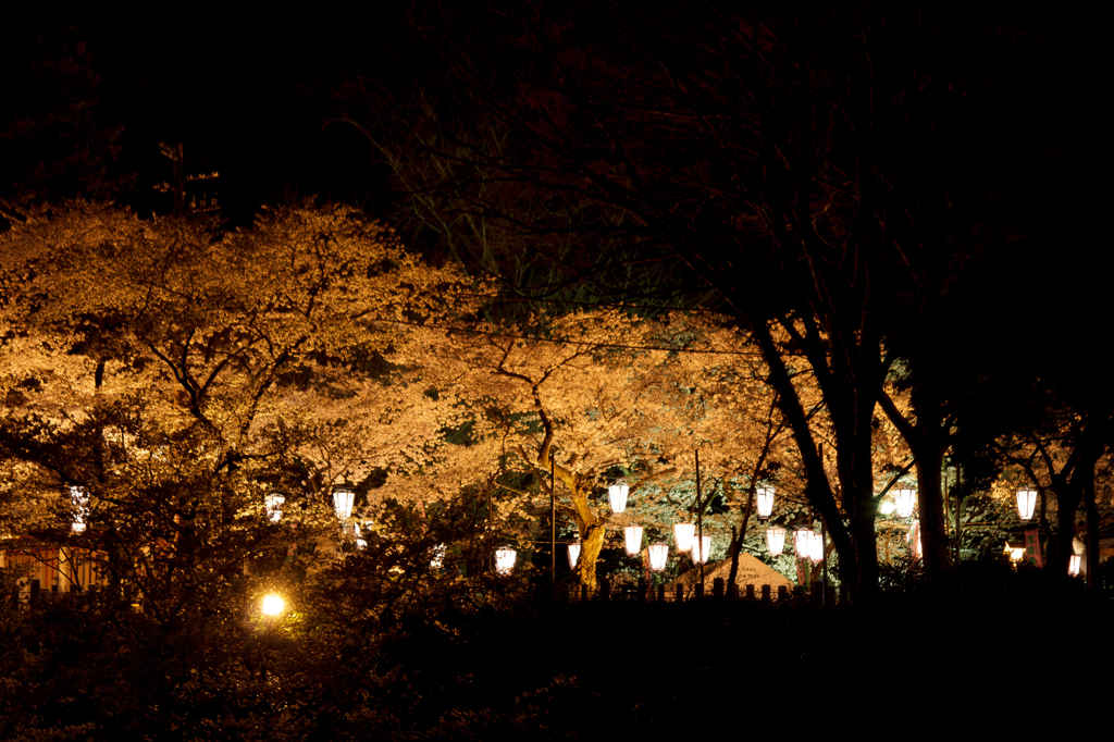 夜桜