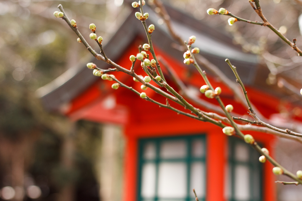 春の息吹