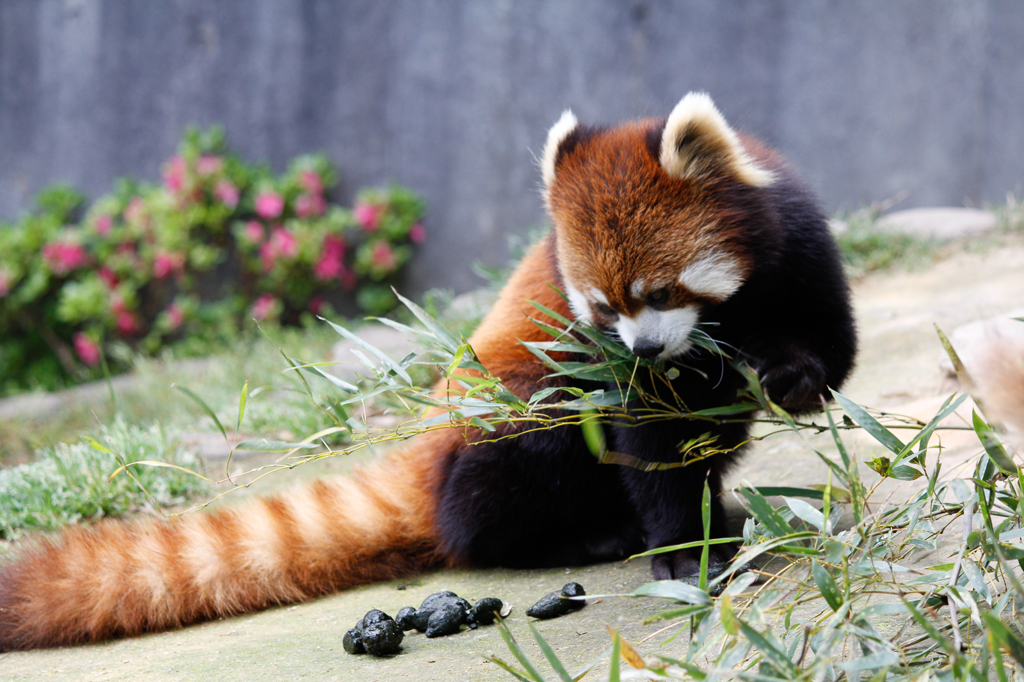 レッサーパンダ