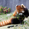 レッサーパンダ