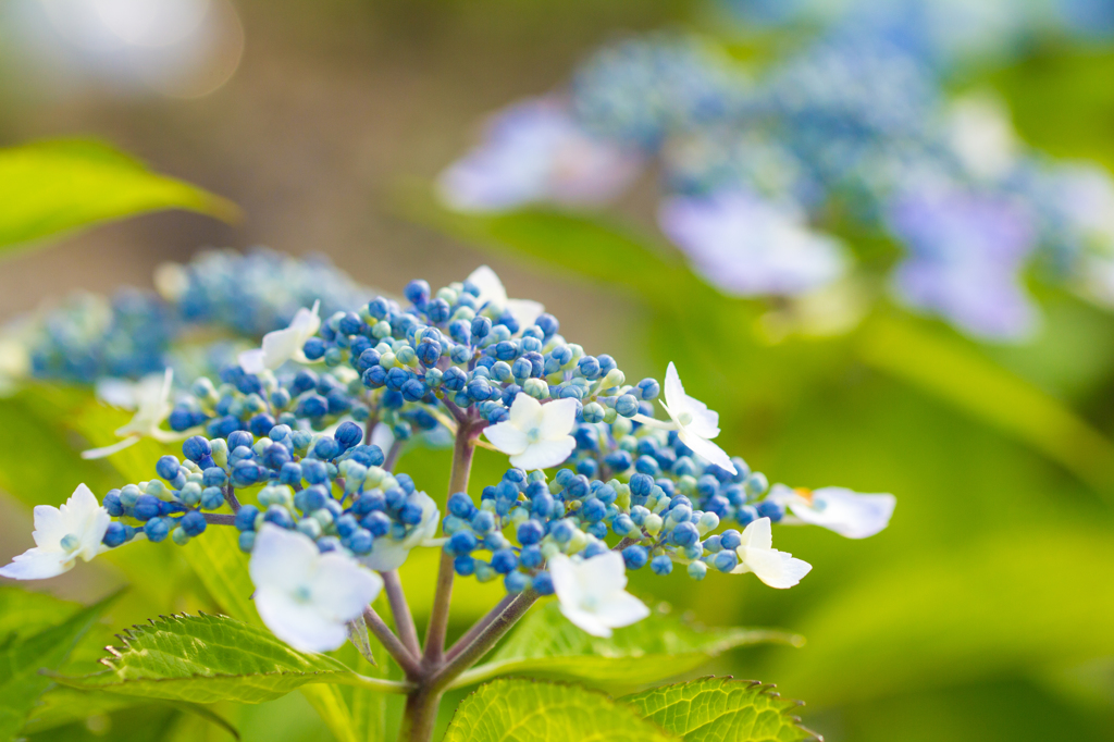 あじさい