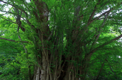 樹齢400年のカツラの木