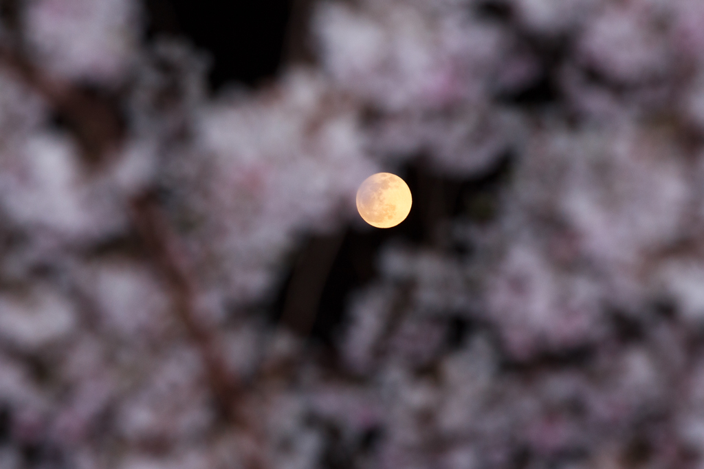 夜桜とともに