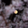 夜桜とともに